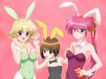 bunnygirl_mahou_shoujo_lyrical_nanoha_shamal_signum_yagami_hayate_25410.jpg